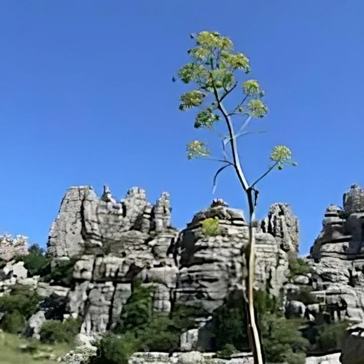Colon Pensjonat Antequera